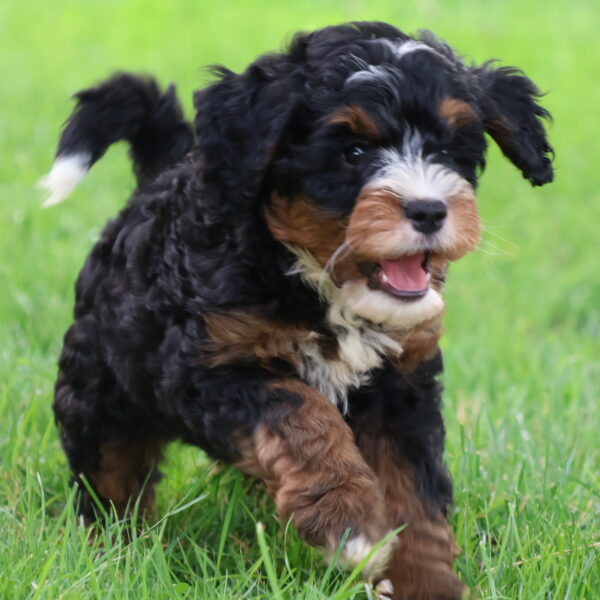 bernedoodle puppies near me