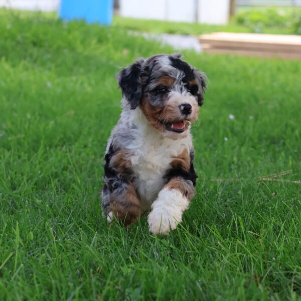 bernedoodle puppies near me