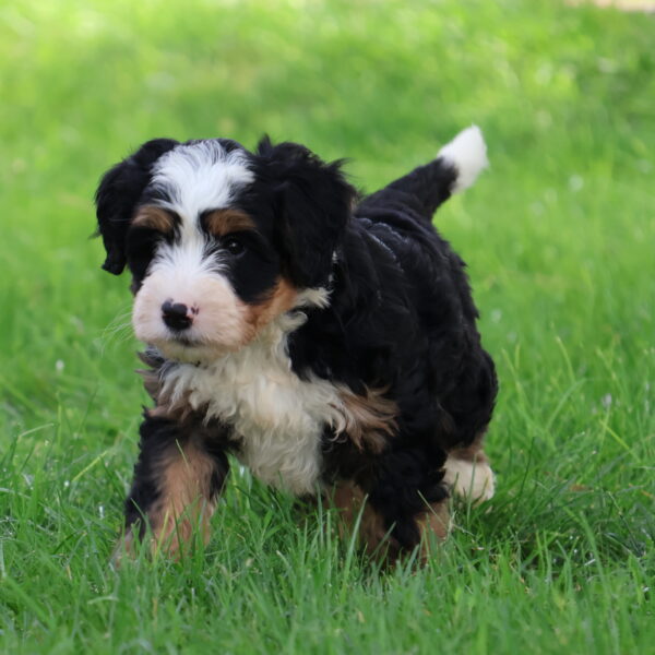 bernedoodle puppies near me