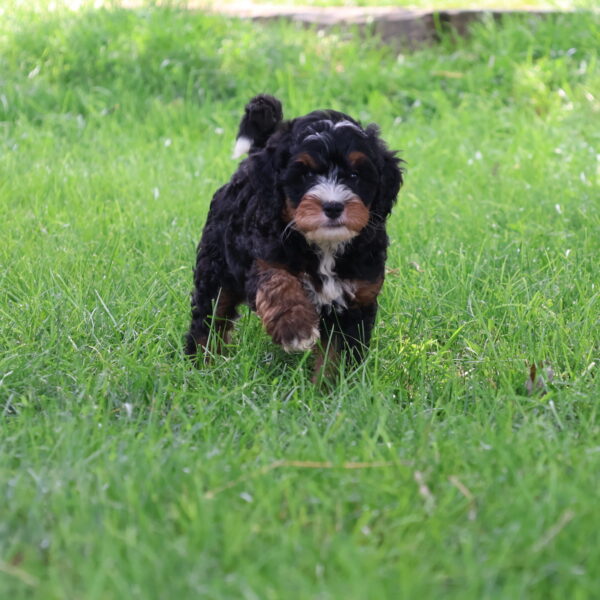 bernedoodle puppies(1)