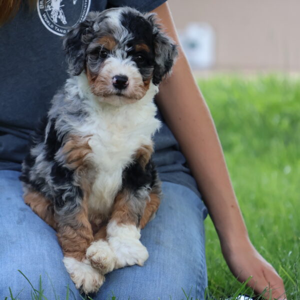 bernedoodle puppies