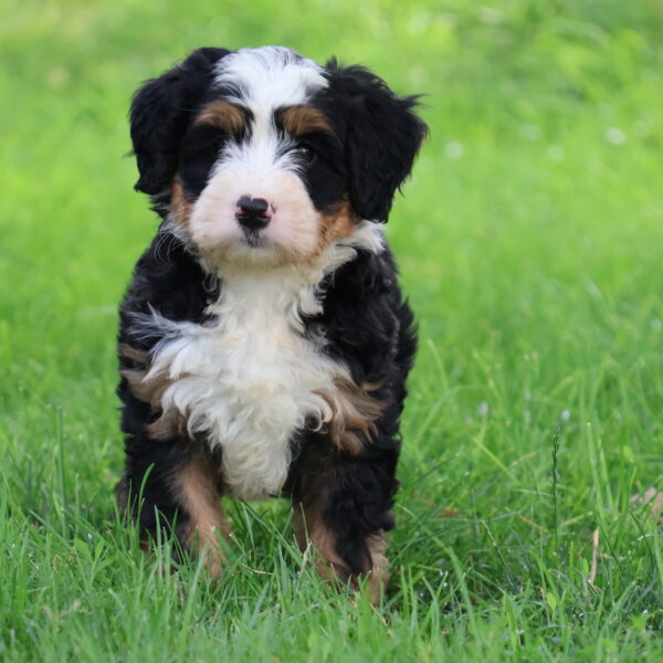 bernedoodle puppies
