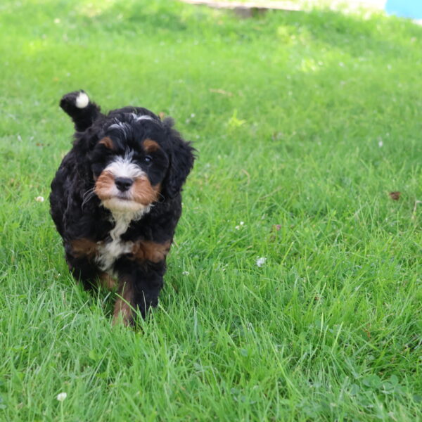 bernedoodles near me