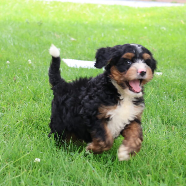 bernedoodles near me