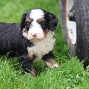 bernedoodles puppies for sale