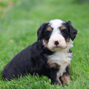 bernedoodles puppies for sale near me