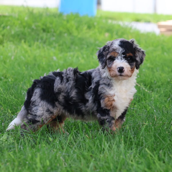 berry patch puppies