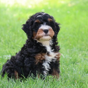 berry patch puppies