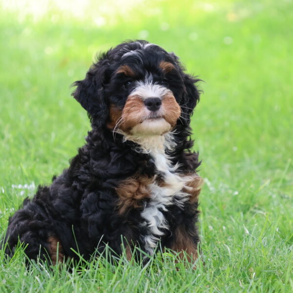 berry patch puppies