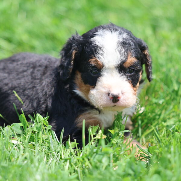 black and white bernedoodle puppies