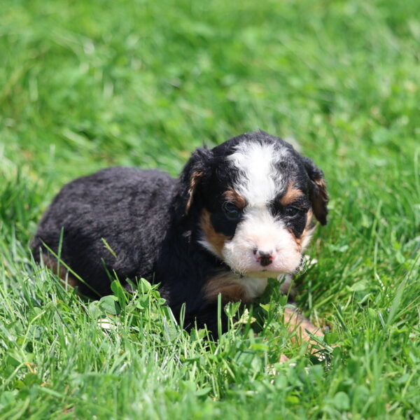 black and white bernedoodle puppy