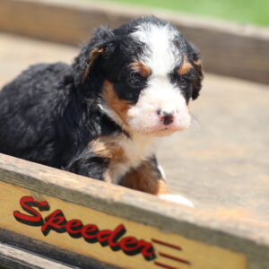 black bernedoodle
