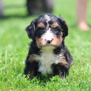 medium bernedoodle near me