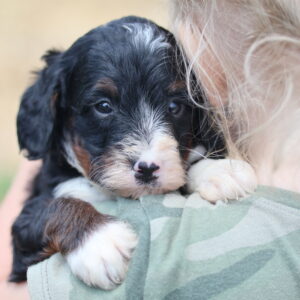 medium bernedoodle puppies