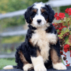 standard bernedoodle puppies for sale