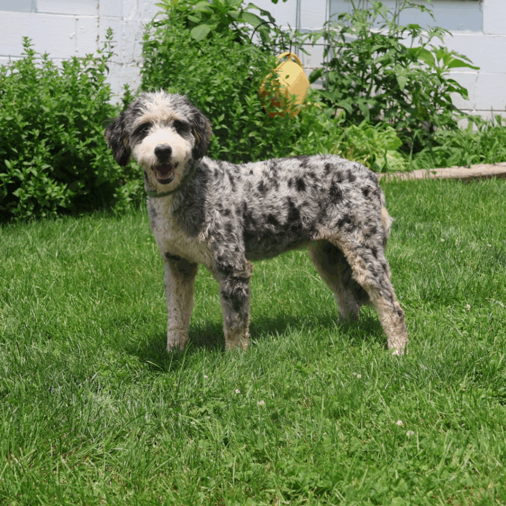Mini bernedoodle Mom Ocean