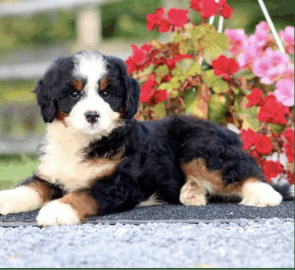 standard bernedoodle