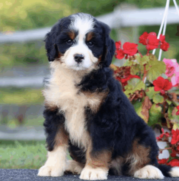 bernedoodle standard