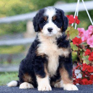 standard bernedoodle puppy for sale