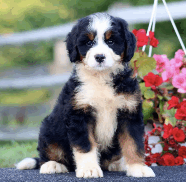 standard bernedoodle puppy for sale