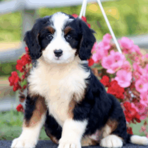 f1 standard bernedoodle