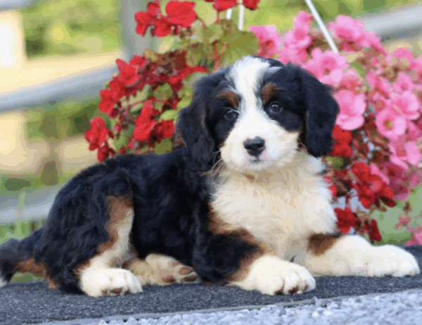 standard bernedoodle puppies