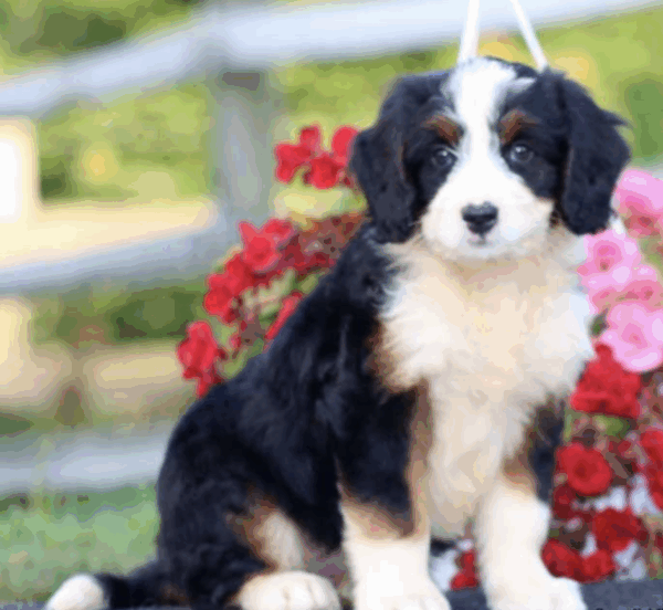 standard bernedoodles