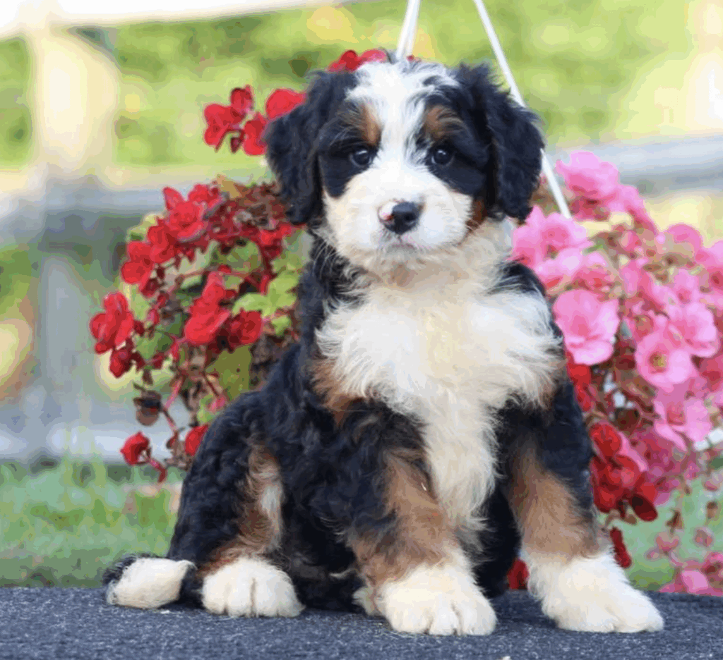 standard bernedoodle breeders near me