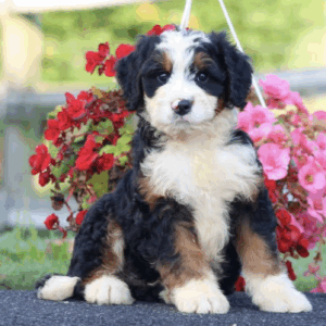 standard bernedoodle breeders near me