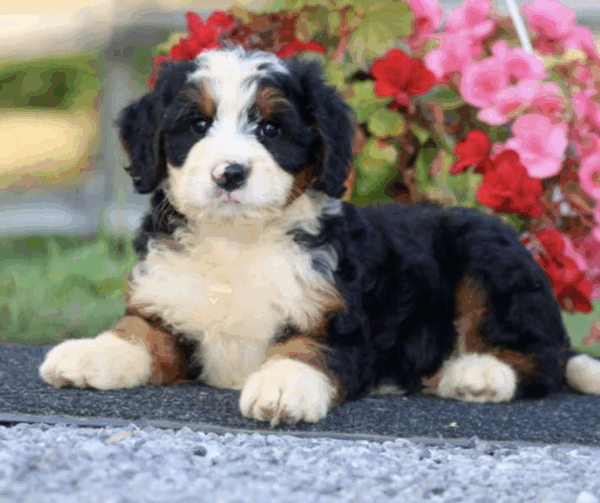 standard bernedoodles near me