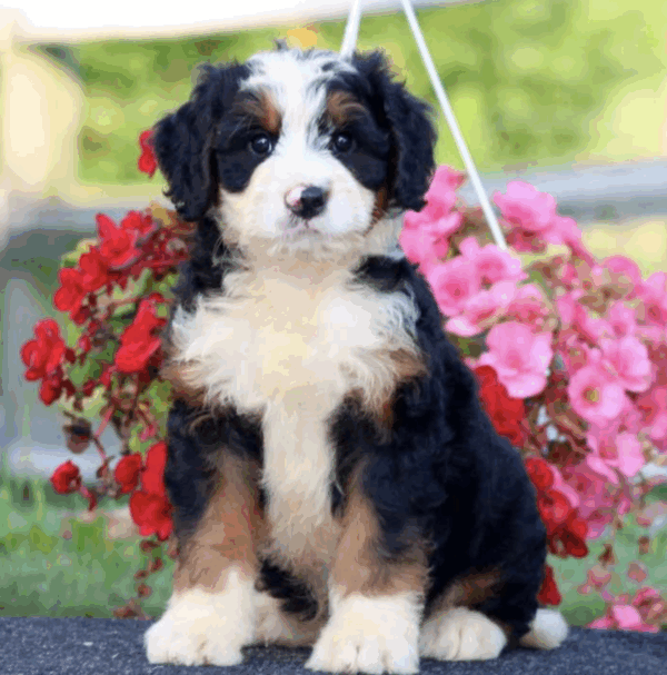 f1 standard bernedoodle
