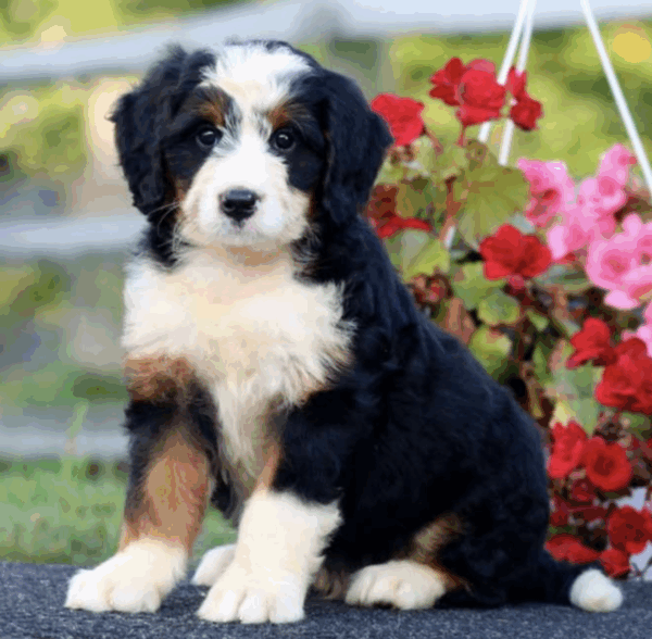 f1 standard bernedoodle