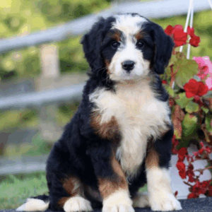 standard bernedoodle puppies