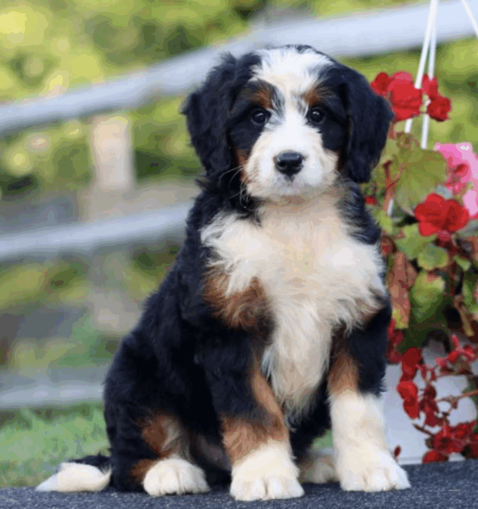 standard bernedoodle puppies
