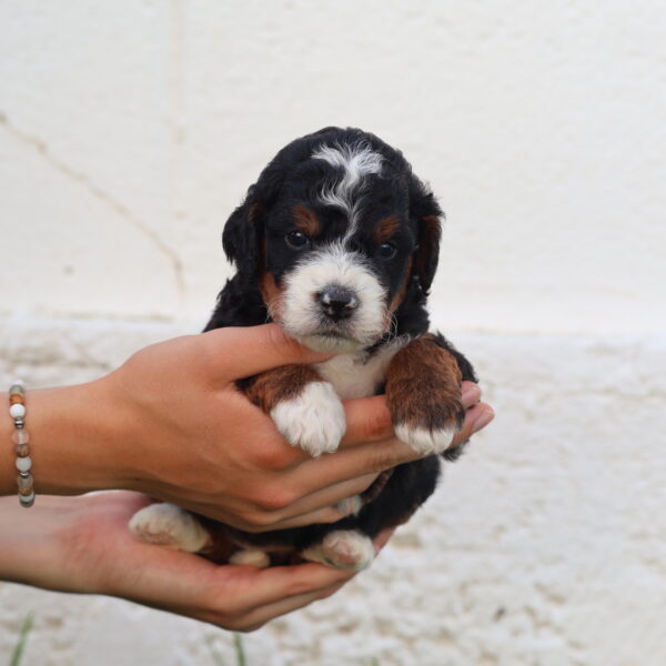 bernedoodle mini for sale