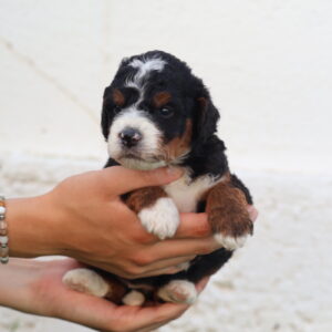 bernedoodle mini size