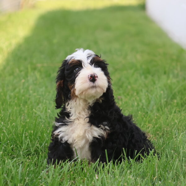 f1 mini bernedoodle