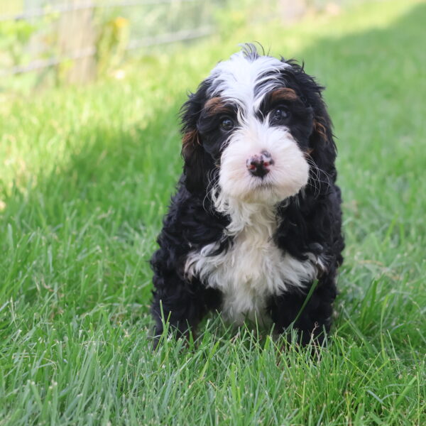 f1b mini bernedoodle