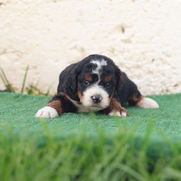 f1b mini bernedoodle