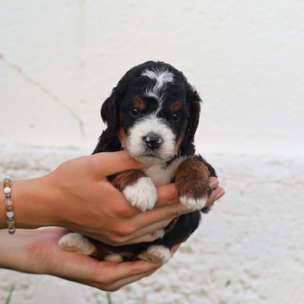 f1b mini bernedoodle for sale