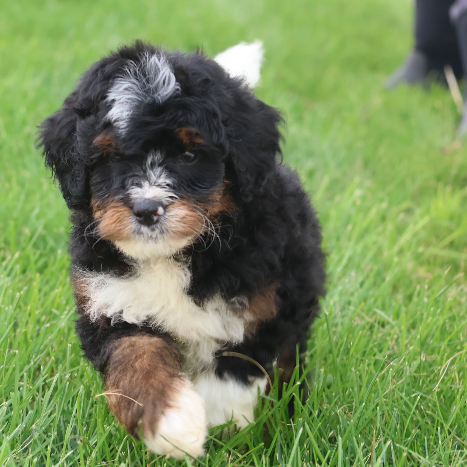 mini bernedoodle