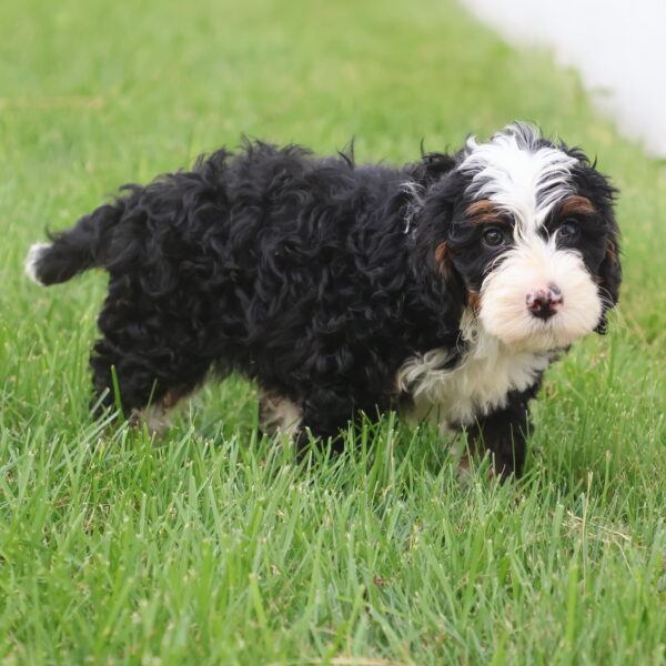mini bernedoodle breeder