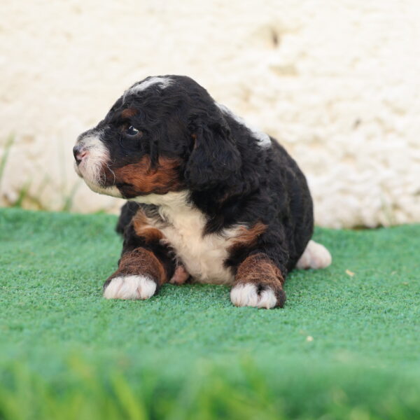 mini bernedoodle breeder