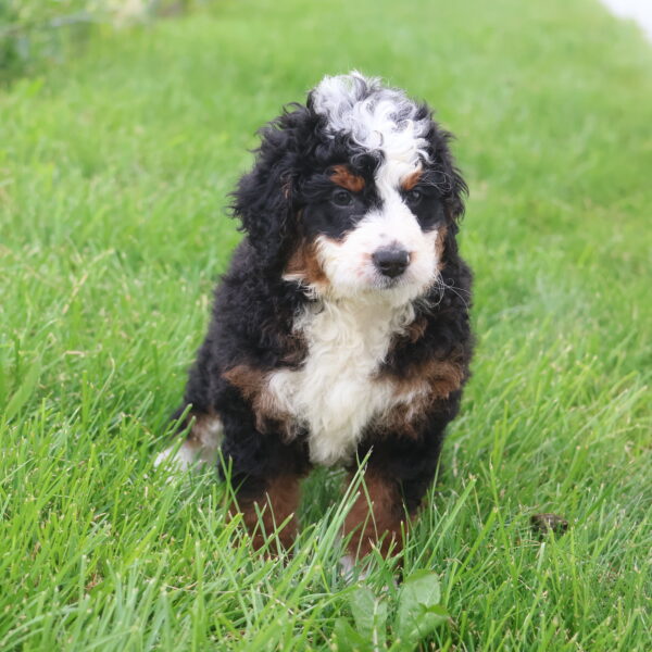 mini bernedoodle breeders
