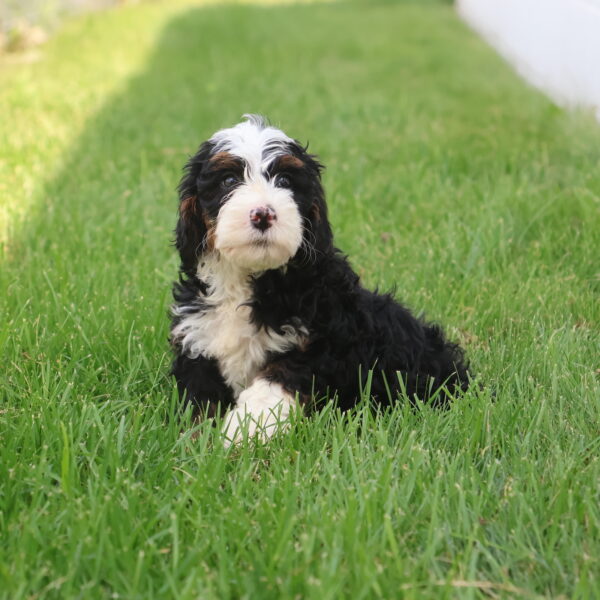 mini bernedoodle breeders near me