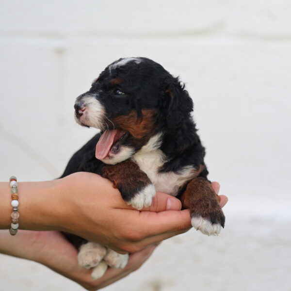 mini bernedoodle dog