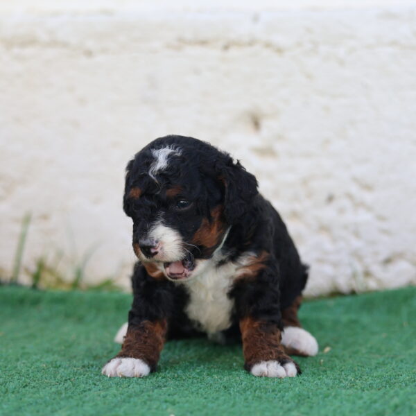 mini bernedoodle for sale near me