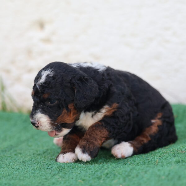 mini bernedoodle hypoallergenic