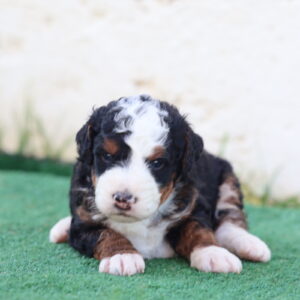 mini bernedoodle near me