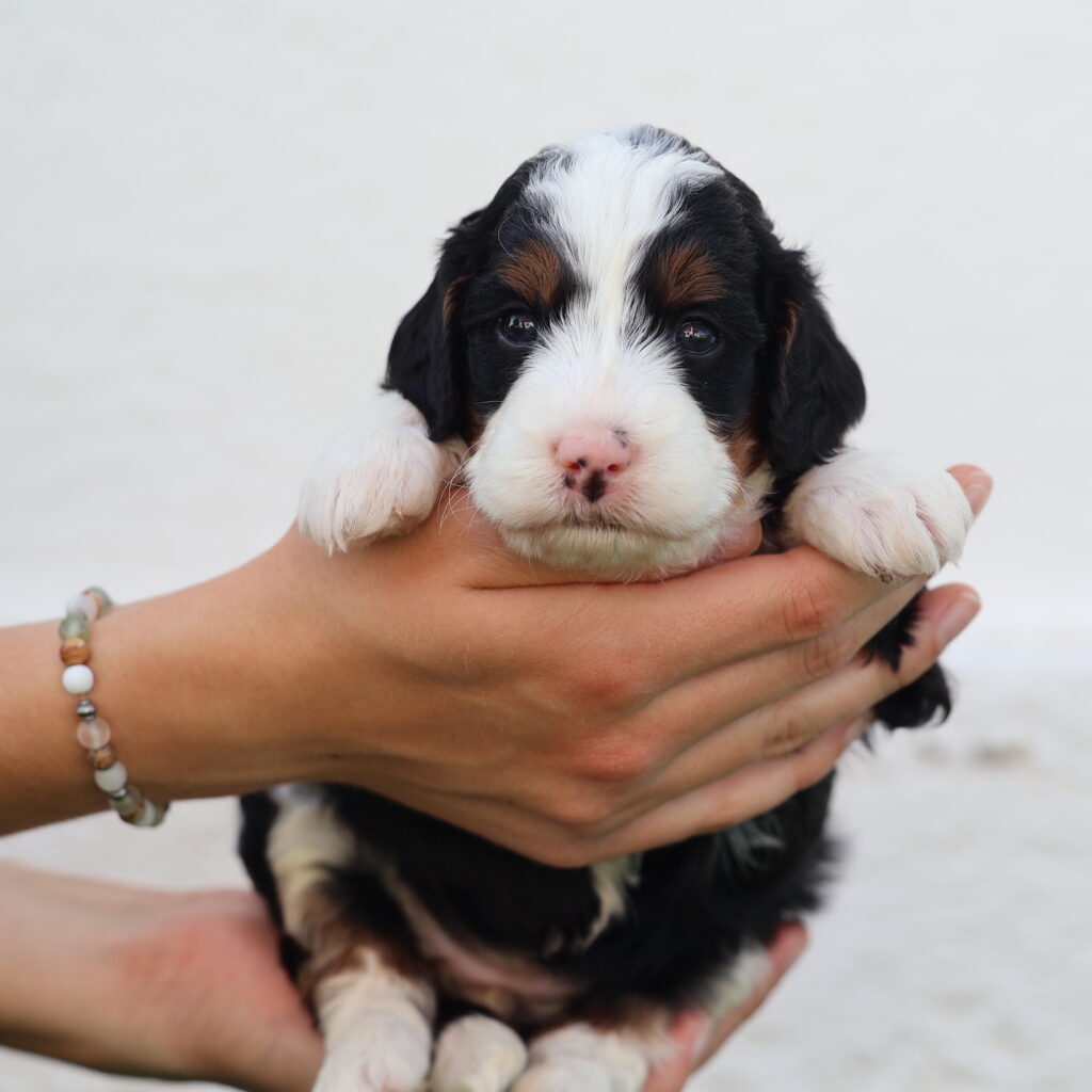 mini bernedoodle puppies
